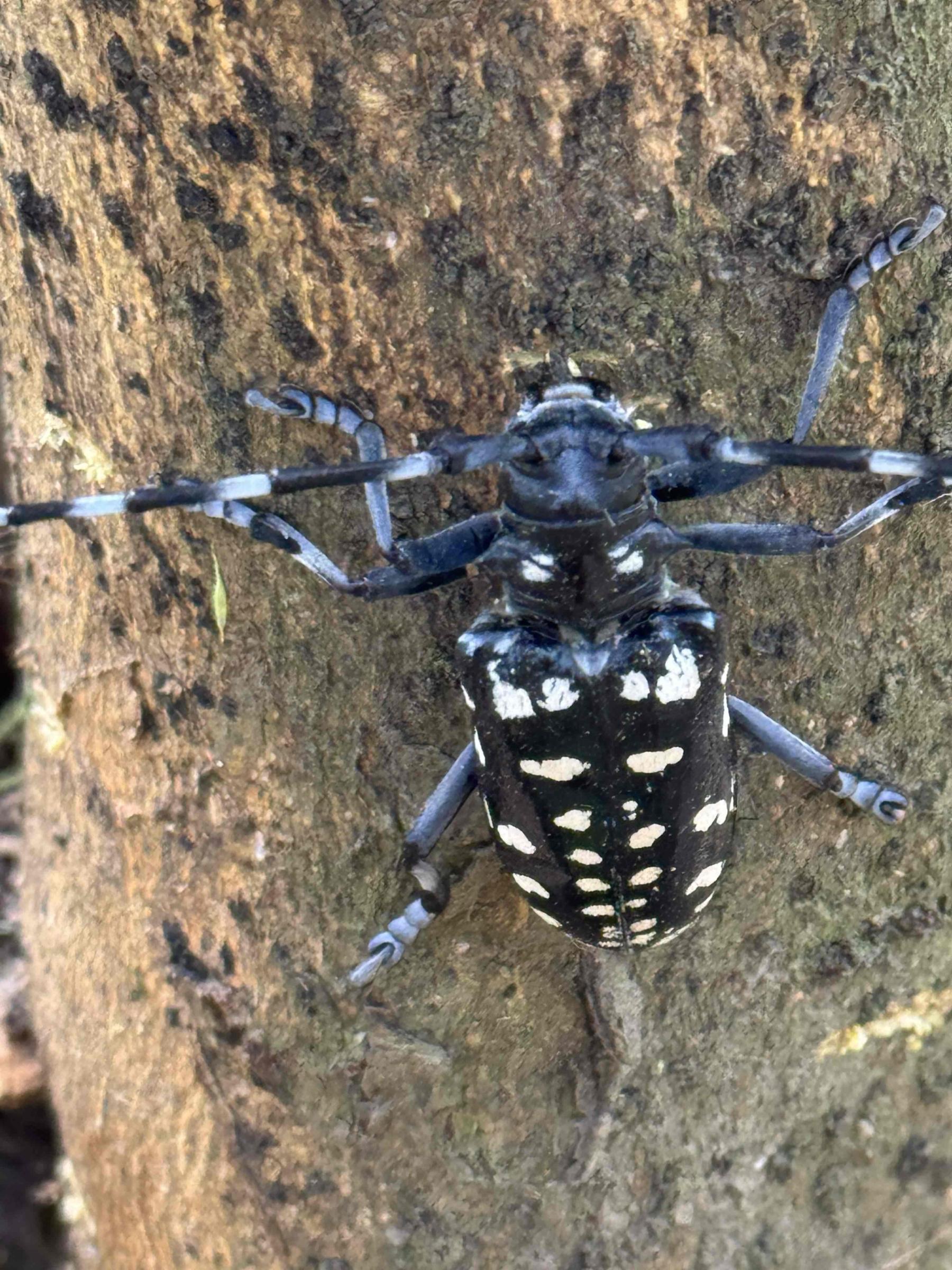 斑星天牛以翅鞘上具白色斑紋得名