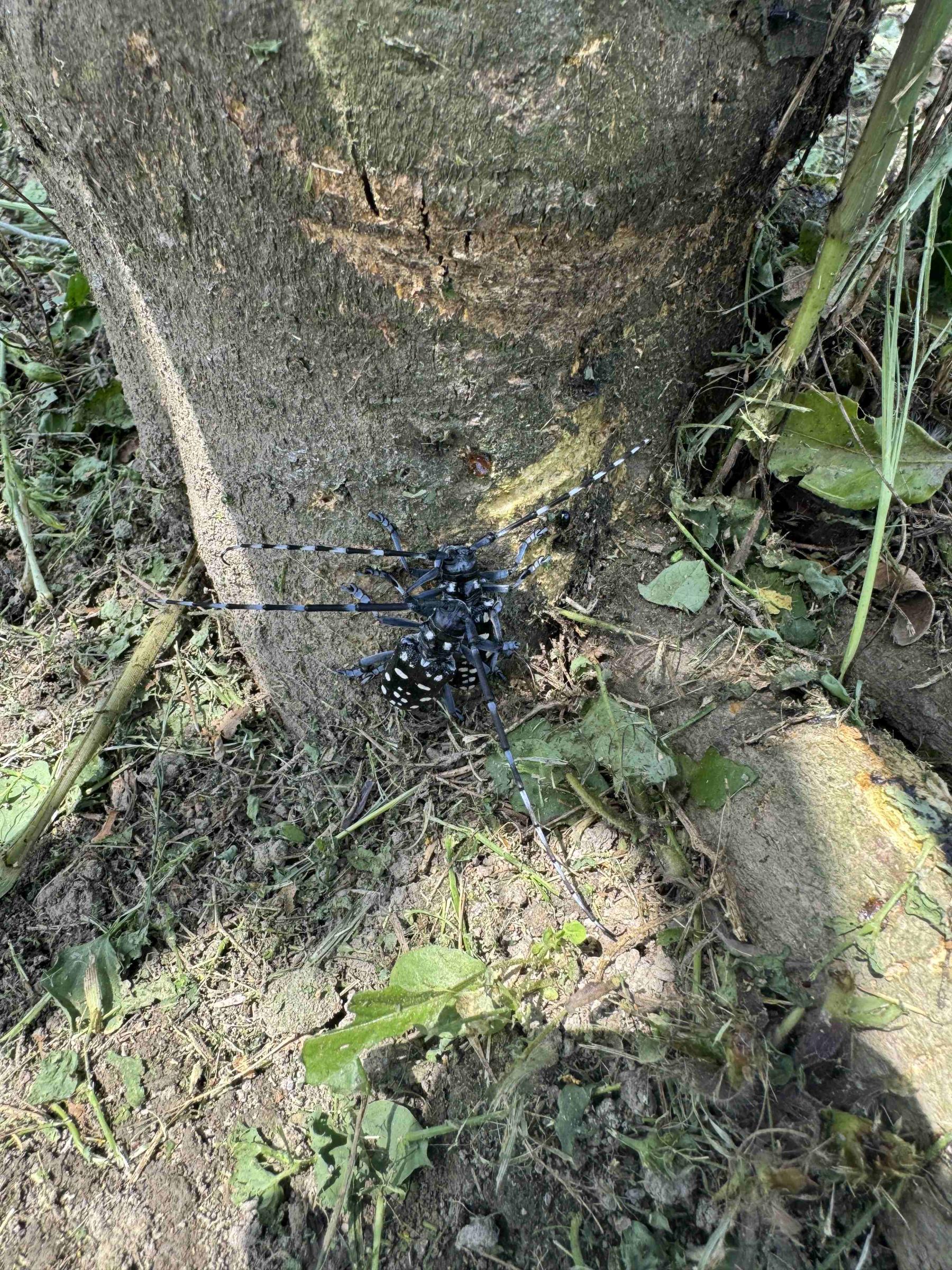 斑星天牛於檸檬樹幹基部交配