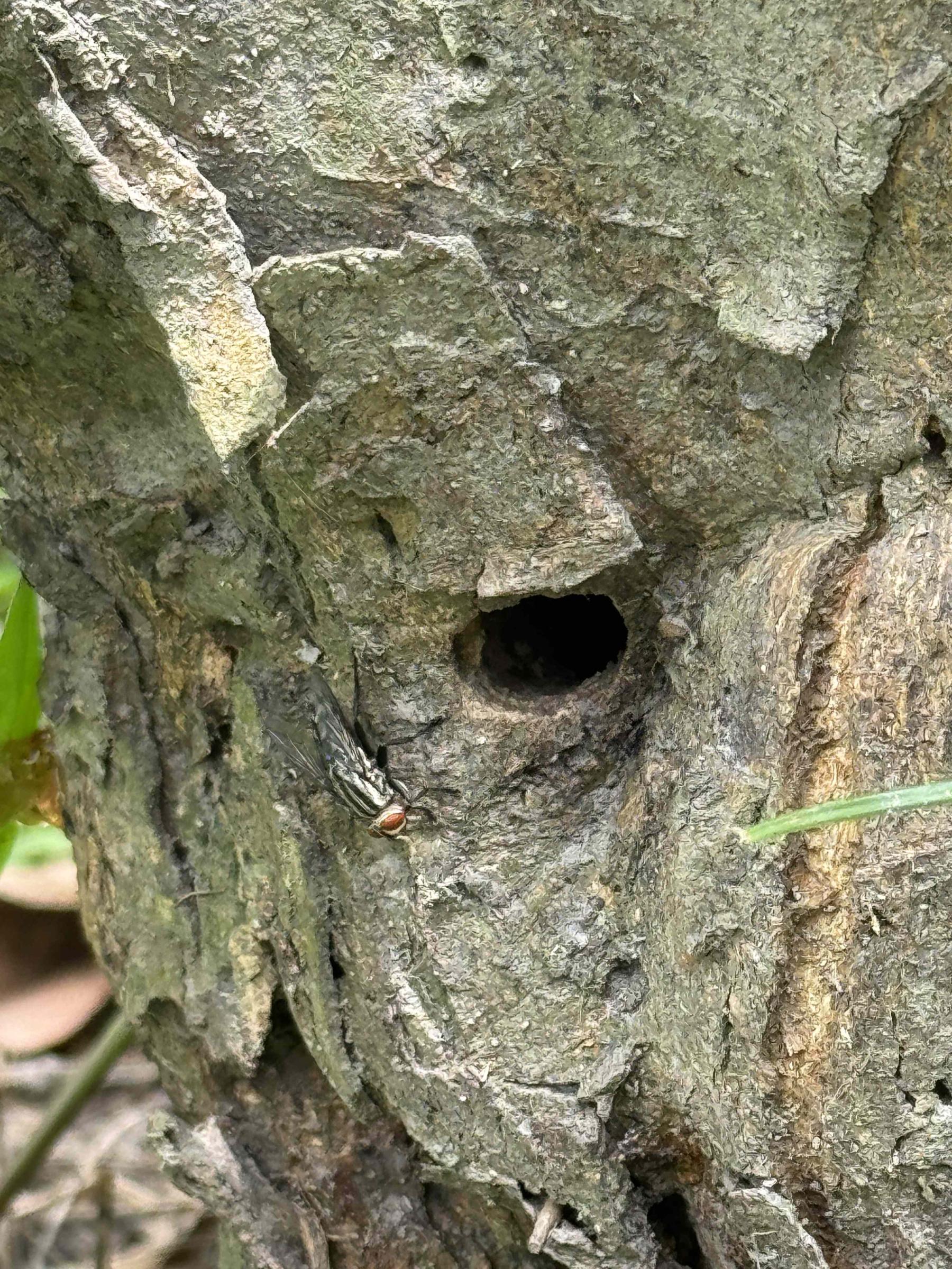 斑星天牛羽化造成的孔洞