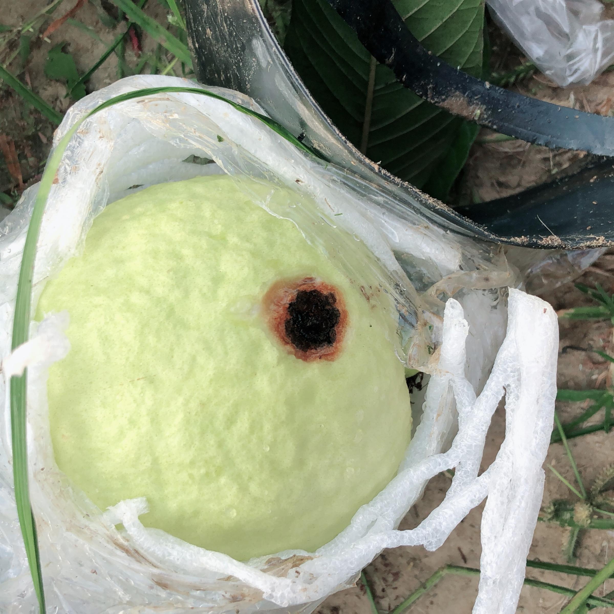 番石榴果實病害，嚴重影響商品價值