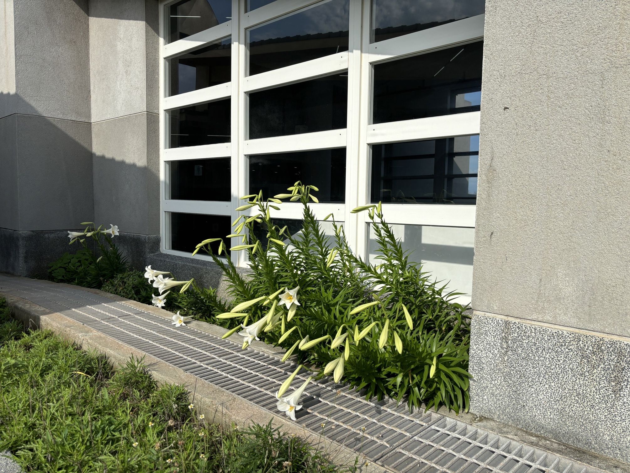 圖1.澎湖當地住家窗台前種植鐵炮百合 圖1.澎湖當地住家窗台前種植鐵炮百合