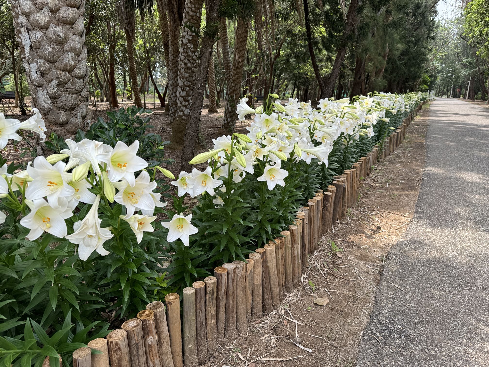 圖2.澎湖林務公園管理所公園種植鐵炮百合景觀植物 圖2.澎湖林務公園管理所公園種植鐵炮百合景觀植物
