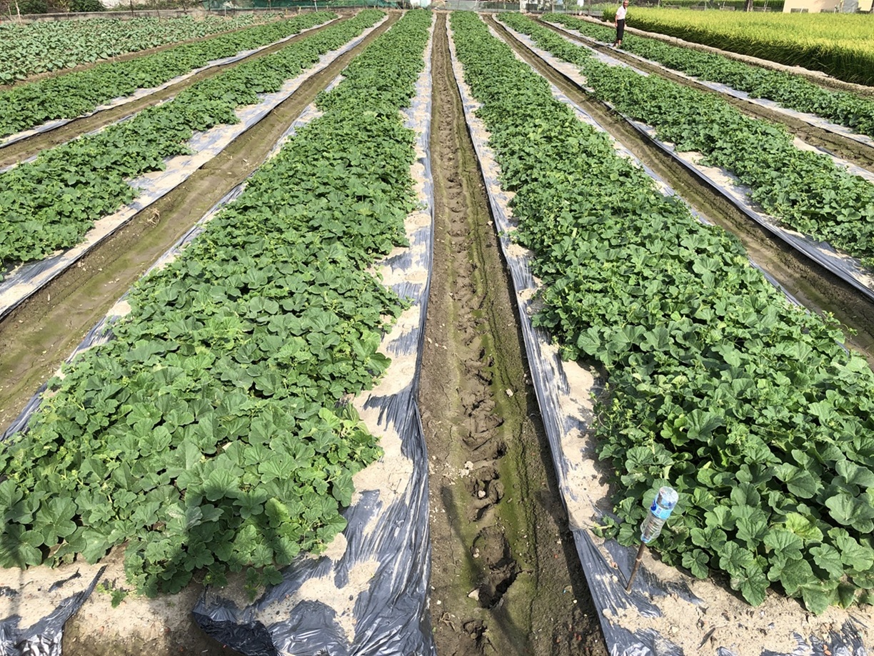 汛期栽培瓜類以高畦深溝利於排水