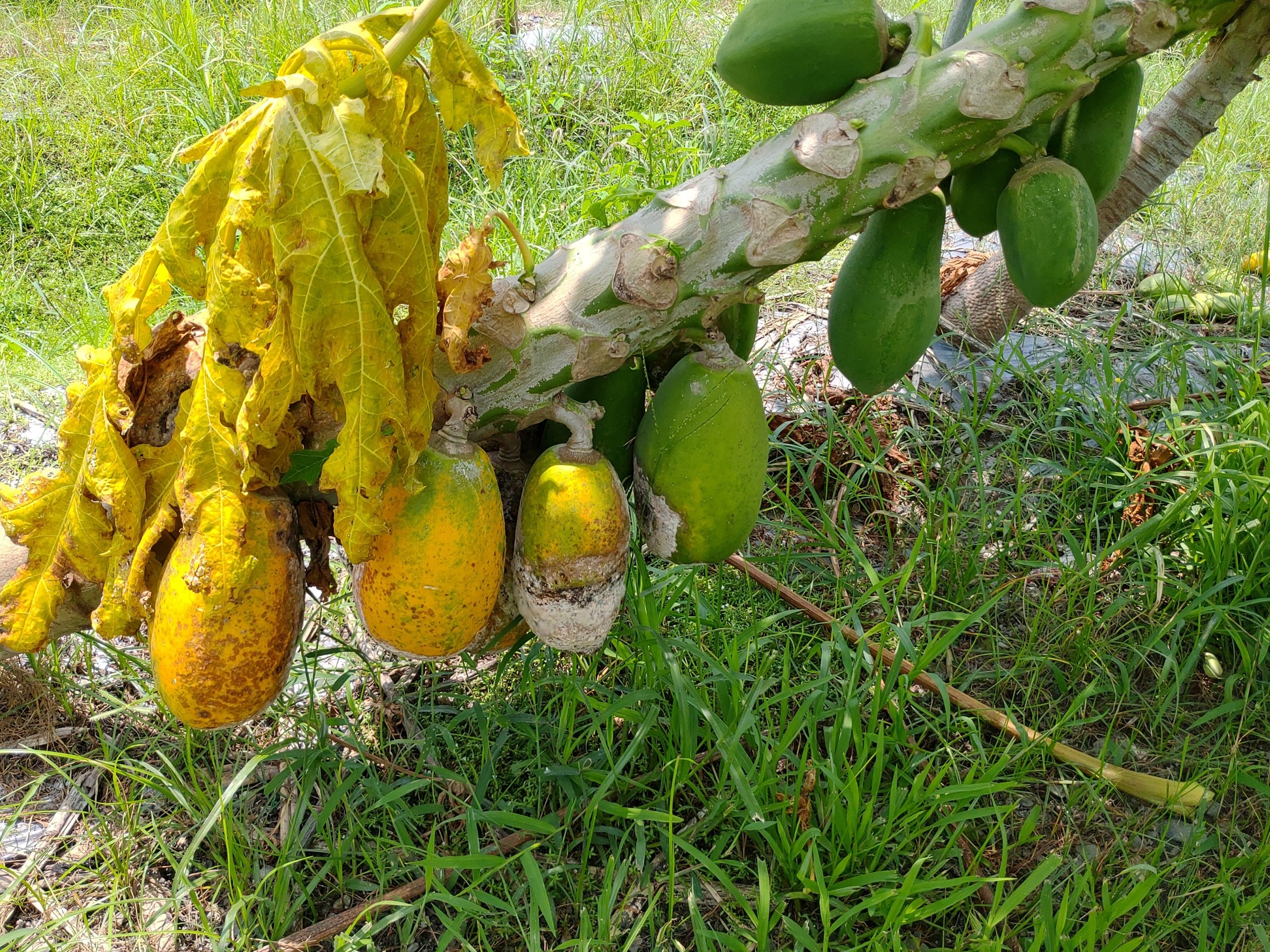 木瓜疫病常由接近地面處開始發生 木瓜疫病常由接近地面處開始發生