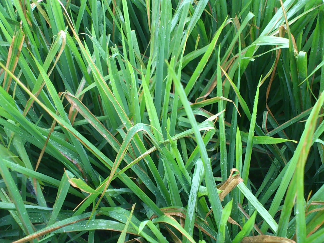 連續豪雨後應留意水稻白葉枯病發生情形