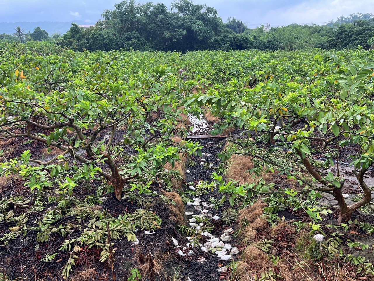 須加強清理殘枝落果，避免成為田間病害感染源。