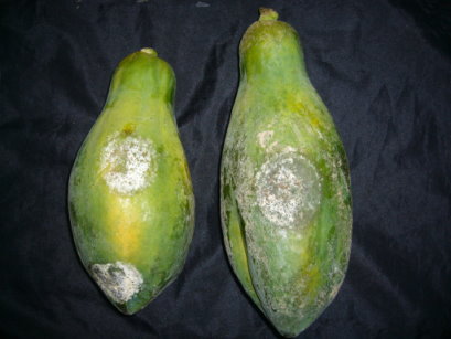 木瓜被疫病菌感染後果皮產生水浸狀並著生白色菌絲