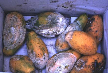 雨後採收的木瓜應風乾後再裝箱，避免儲  運過程發生嚴重疫病