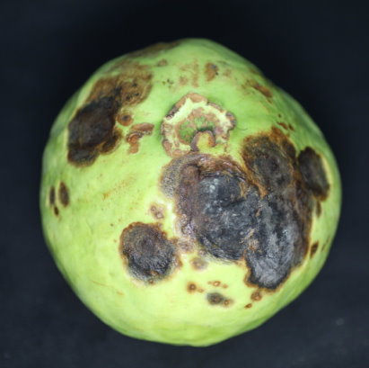 番石榴被瘡痂病菌感染後病斑深褐色凹陷，果肉初呈水浸狀，後期則呈黑褐色