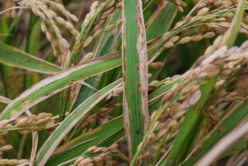 颱風過後水稻白葉枯病可能大發生