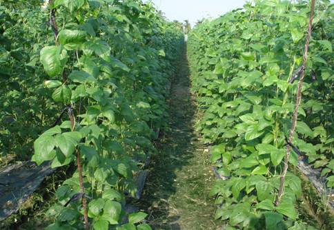 豆菜類蔬菜應於風雨前後施藥預防病害