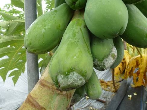 風雨前施用中性亞磷酸或其他核准藥劑預防木瓜果實疫病
