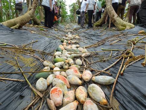 風雨過後應撿除木瓜園中疫病果以防蔓延 
