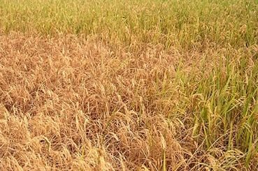 褐飛蝨危害嚴重，形成「蝨燒」