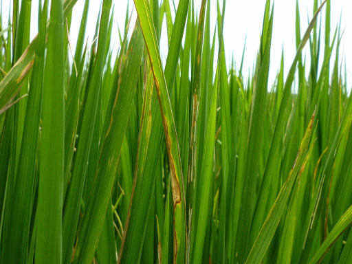 白葉枯病造成葉緣波浪條斑