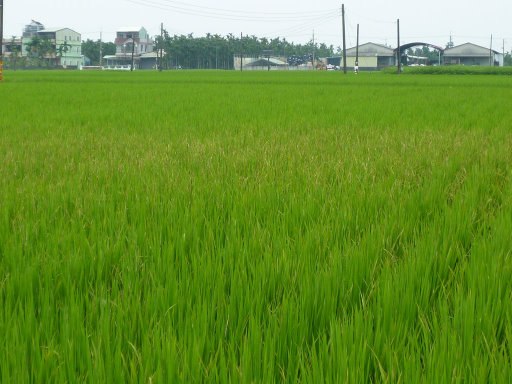 因人為傳播造成條帶狀發病