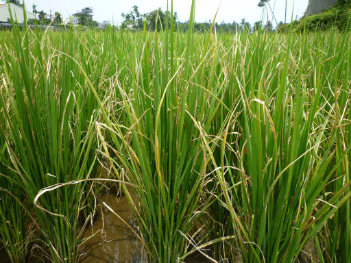 水稻株受白葉枯病危害造成葉片大量乾枯