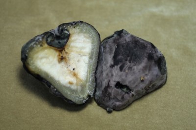 蓮霧受黑腐病危害後期整顆果實被灰黑色菌絲覆蓋