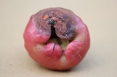 蓮霧受炭疽病危害情況，病部凹陷並產生粉紅色孢子堆