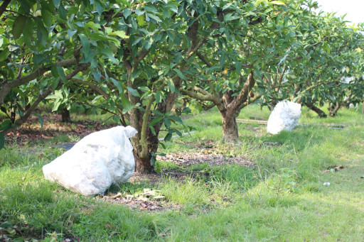 落實果園清潔工作，將落葉、落果裝袋並清理園區，以減少病原菌密度。