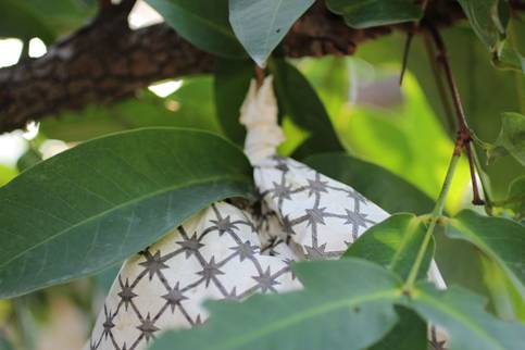 蓮霧套袋時袋口緊密收合，避免雨水滲入