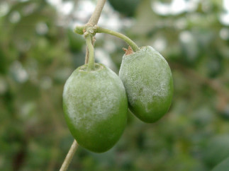 印度棗果實受白粉病感染