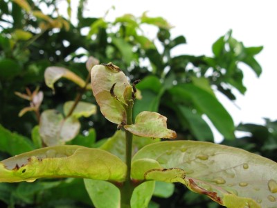 小黃薊馬危害蓮霧新芽及嫩葉，導致新芽、葉片變形並呈現條狀斑痕。