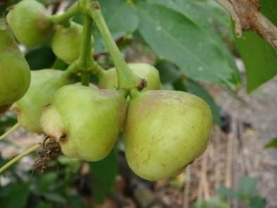 小黃薊馬刺吸為害蓮霧幼果，受害部呈現粗糙的斑紋，降低果實外觀品質。