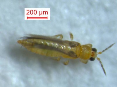 小黃薊馬成蟲形態