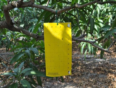 懸掛黃色黏蟲紙監測薊馬蟲數變化