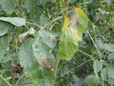 番茄葉片受晚疫病感染初期徵狀