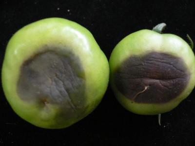 番茄晚疫病造成的果實病徵