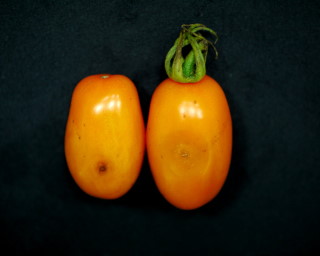 橙蜜香番茄果實受炭疽病危害初期形成凹陷的水浸狀小斑點