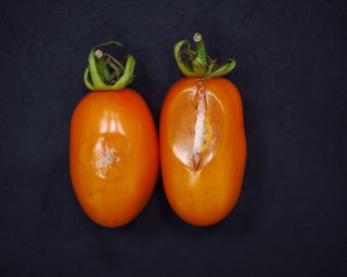 橙蜜香番茄果實受炭疽病危害後期，病斑處裂開並產生白灰色菌絲。