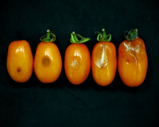 橙蜜香番茄果實受炭疽病危害情形(由左至右為發病初期至後期)