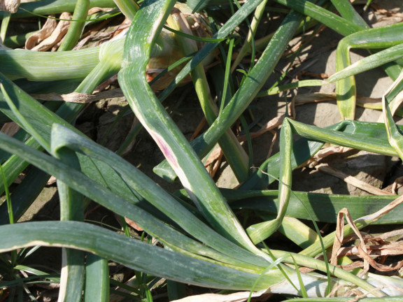 洋蔥葉片感染紫斑病後形成紫紅色病斑