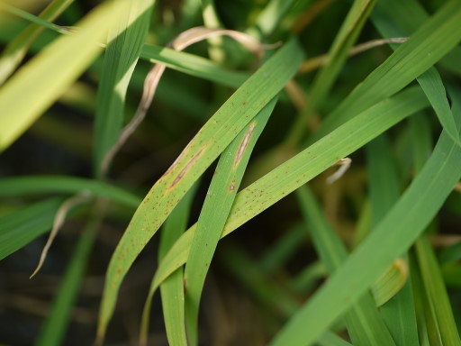 葉稻熱病感染葉片並持續進展後，將擴大呈紡錘型。病斑周圍呈黃色，中間灰褐色。