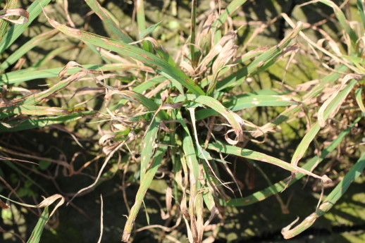 葉稻熱病發生嚴重時全株乾枯