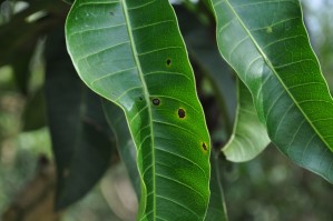 檬果葉片感染炭疽病