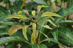 薊馬危害造成嫩葉焦枯\