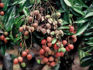 荔枝果實受酸腐病危害後期有裂果現象，隨即從病組織流出乳白色汁液。