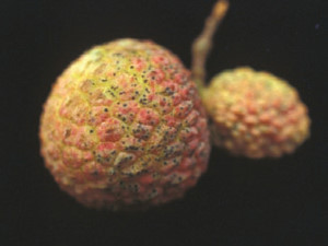 炭疽病危害荔枝果實，病斑上產生許多黑色凸起的小點。