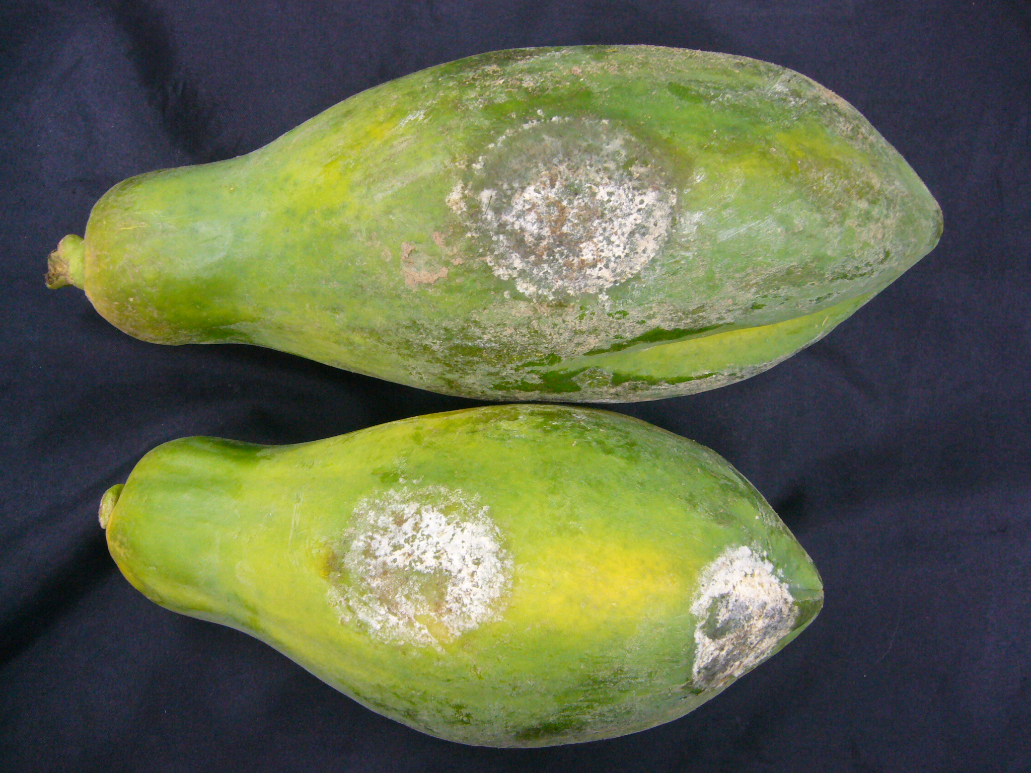 木瓜果實疫病病徵