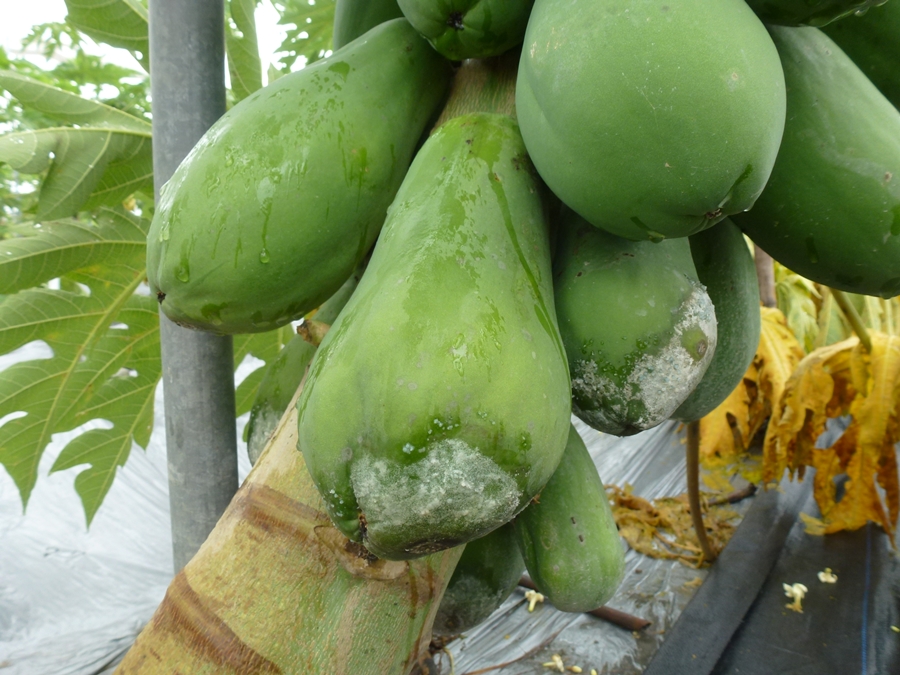 植株上之疫病果應即時清除