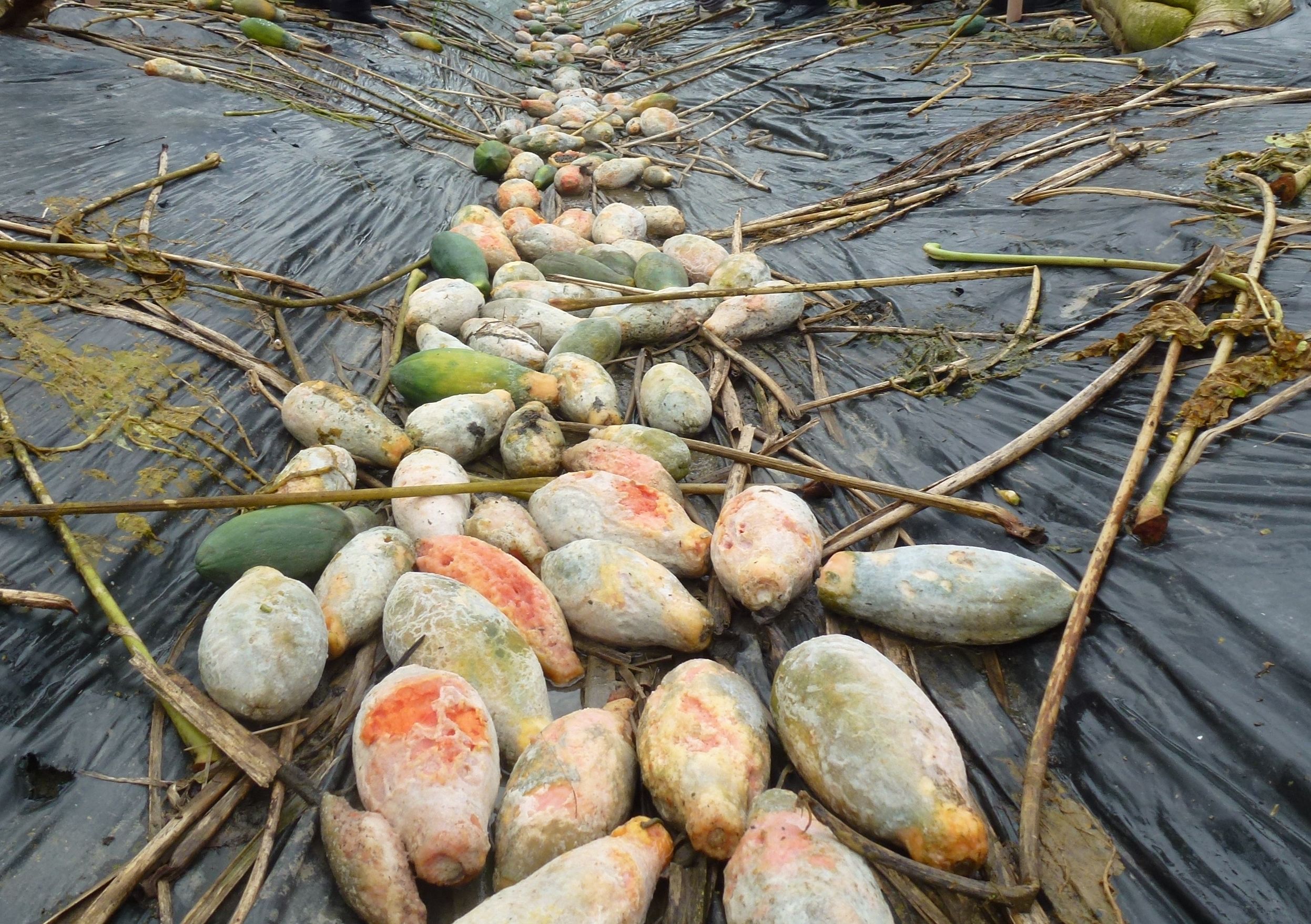 病果應澈底清除以減少疫病菌滋生