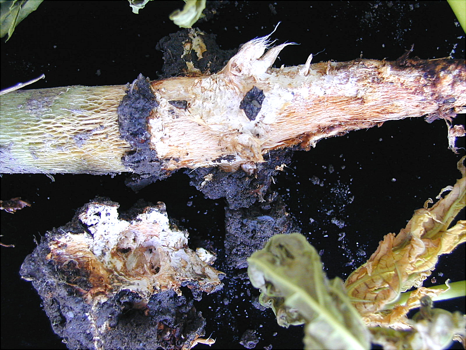 疫病菌造成木瓜根部腐敗