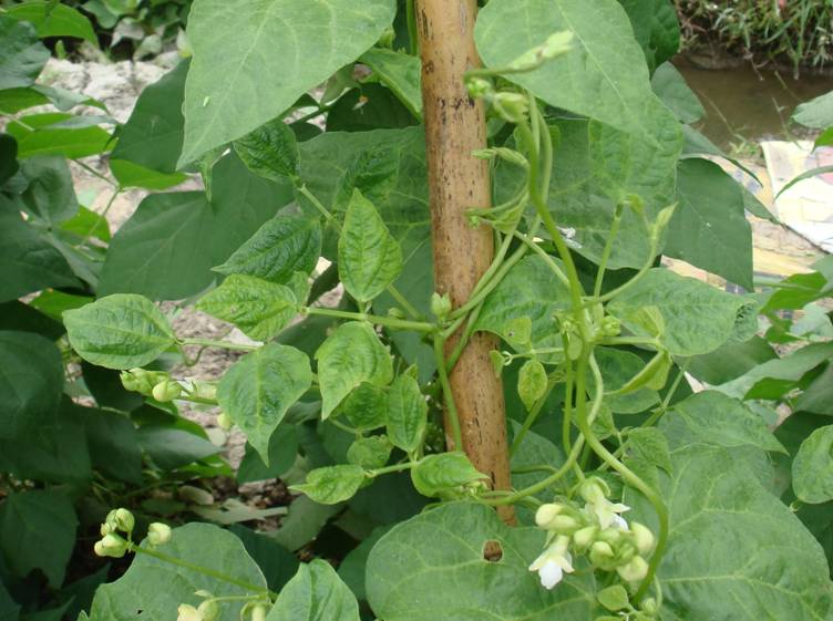 菜豆微斑紋病毒造成植株葉部退綠斑點、葉片扭曲及系統性的斑駁