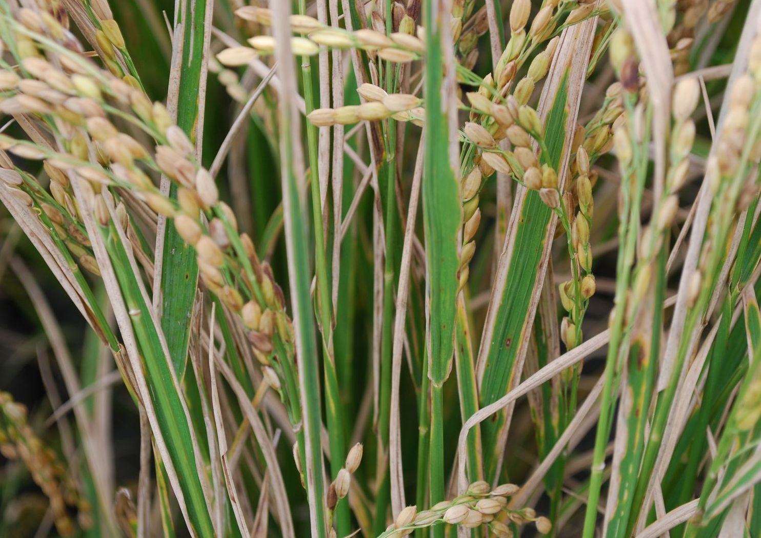 水稻白葉枯病在連日降雨後容易發生