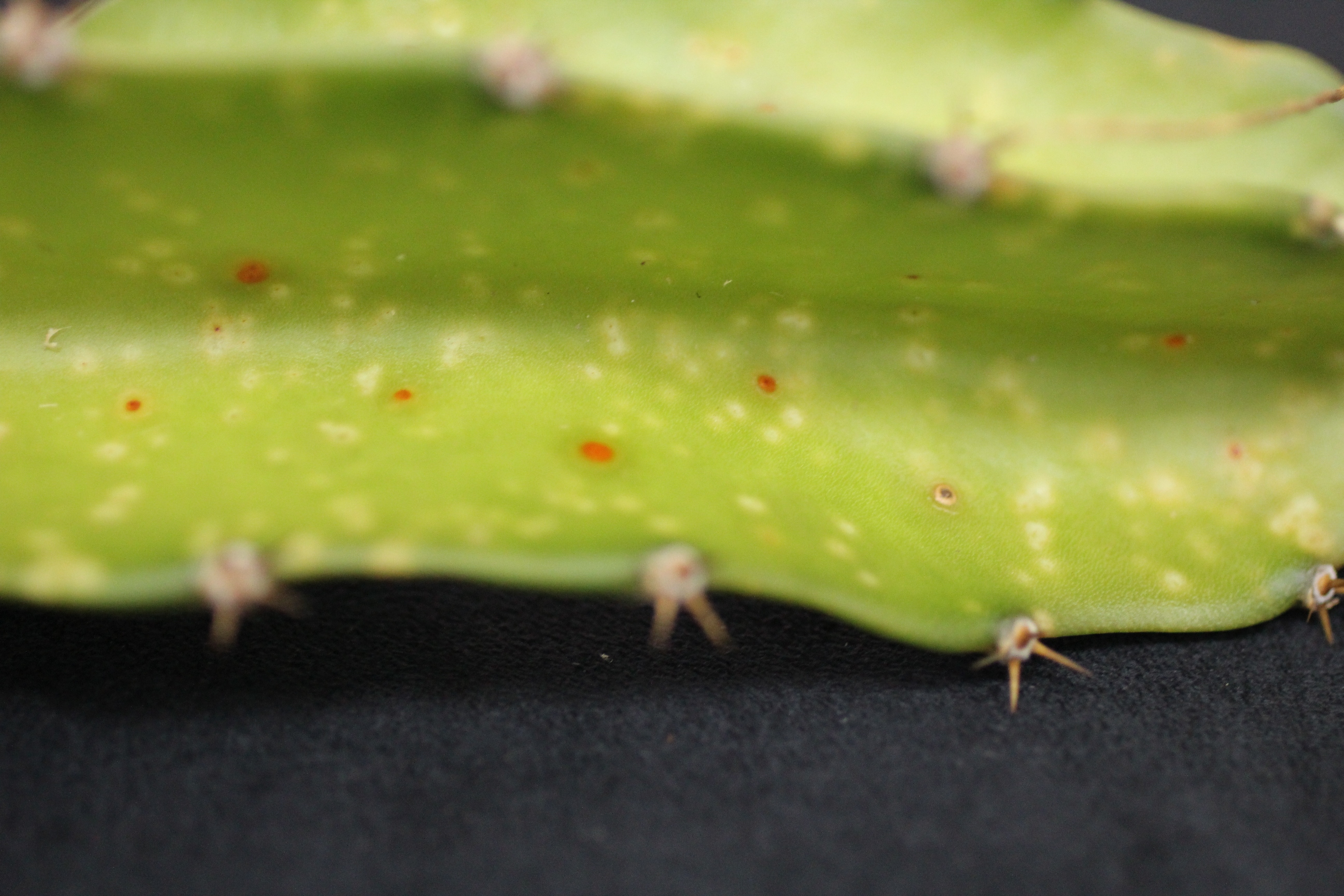 火龍果潰瘍病發生初期呈淡化淺綠色斑點及橘紅色病斑