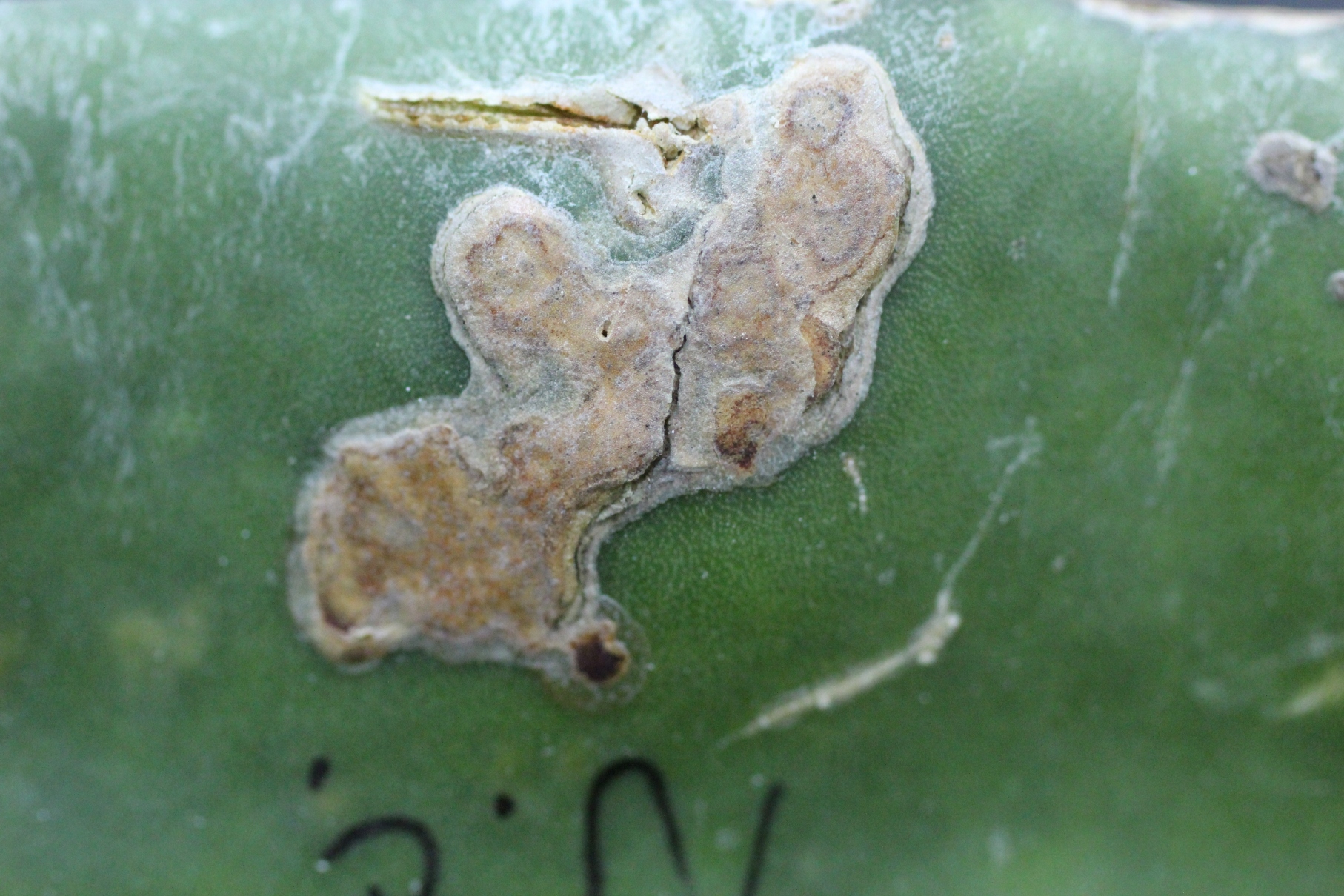 火龍果潰瘍病發生中期呈褐色大病斑，並於皮下形成大量孢子。